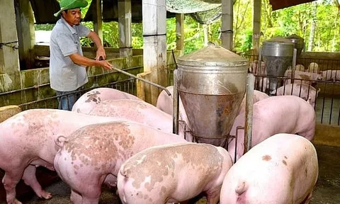 Giá heo hơi hôm nay 12/11: cao nhất 64.000 đồng/kg