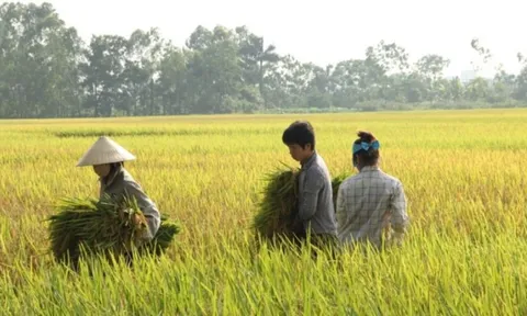 Giá lúa gạo hôm nay 12/11: giá gạo tăng nhẹ 50 - 100 đồng/kg