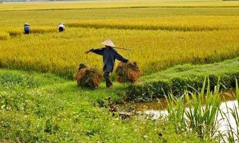 Giá lúa gạo hôm nay 20/11: gạo thơm tăng cao