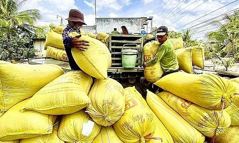 Giá lúa gạo hôm nay 21/11: gạo xuất khẩu giảm mạnh