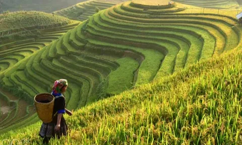 Giá lúa gạo hôm nay 30/11: giá lúa tăng giảm trái chiều
