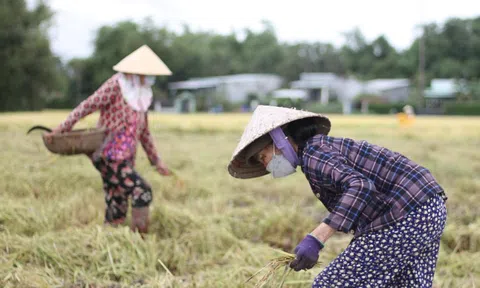 Giá lúa gạo hôm nay 17/12: gạo thơm nhích nhẹ