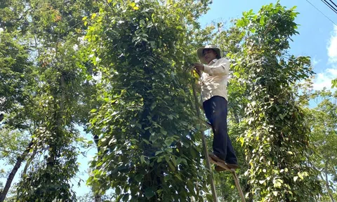 Giá tiêu hôm nay 17/12: giá tiêu đen Indonesia và Brazil đồng loạt tăng