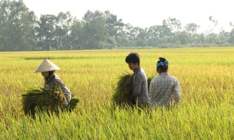 Giá lúa gạo hôm nay 19/12: giá quay đầu giảm mạnh