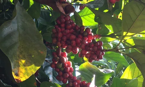 Giá cà phê hôm nay 19/12: 2 sàn trái chiều, Arabica tăng mạnh