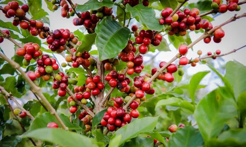 Giá cà phê hôm nay 21/12: 2 nguyên nhân đẩy giá Arabica tăng trở lại