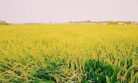 Giá lúa gạo hôm nay 27/12: lúa tươi tiếp đà giảm nhẹ 100 đồng/kg