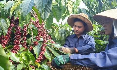 Giá cà phê hôm nay 27/12: trong nước tăng trở lại sau lễ Giáng sinh