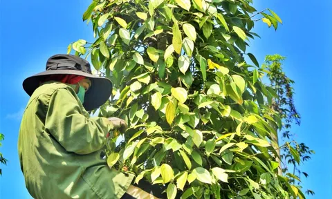 Giá tiêu hôm nay 27/12: đồng loạt tăng, cao nhất tại Bình Phước là 2.000 đồng/kg
