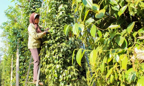 Giá tiêu hôm nay 28/12: tăng 2 ngày liên tiếp, thêm trung bình 2.000-2.500 đồng/kg