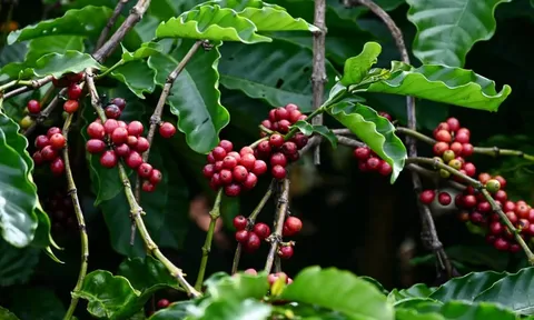 Giá cà phê hôm nay 14/5/2025: 2 sàn tăng trở lại khi USD hạ nhiệt