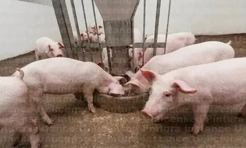 Giá heo hơi hôm nay 14/5: miền Nam tăng nhẹ 1.000 đồng/kg