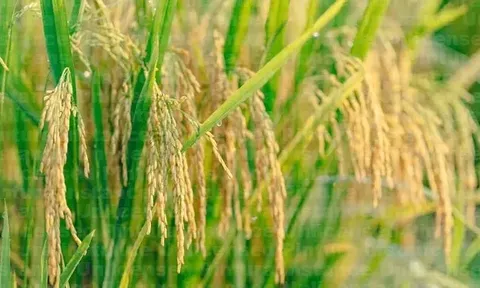 Giá lúa gạo hôm nay 14/5: lúa tươi quay đầu giảm nhẹ