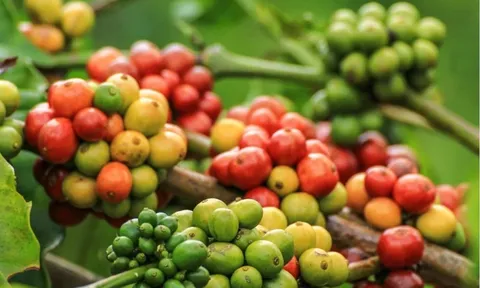 Giá cà phê hôm nay 15/5/2025: 3 nguyên nhân khiến thị trường cà phê "quay xe" cực gắt