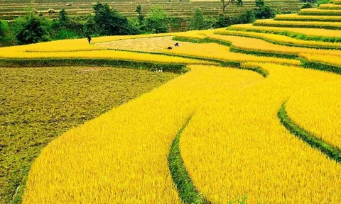 Giá lúa gạo hôm nay 16/5: lúa tươi quay đầu tăng giá