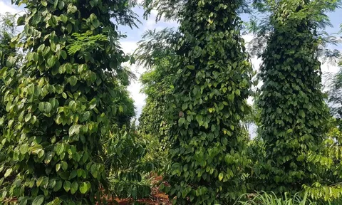 Giá tiêu hôm nay 21/5/2025: Trung Quốc tăng mua qua từng tháng, tín hiệu tích cực cho thị trường