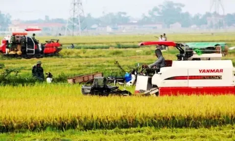 Giá lúa gạo hôm nay 21/5: biến động không đồng nhất