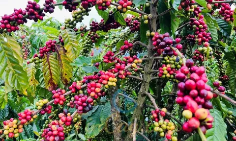 Giá cà phê hôm nay 22/5/2025: đồng USD yếu chưa thể hỗ trợ giá cà phê, vì sao?