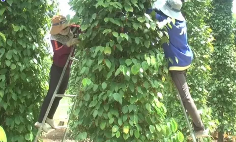 Giá tiêu hôm nay 22/5/2025: biến động ở Đắk Lắk - Đắk Nông, giá tiêu chưa thể bứt phá