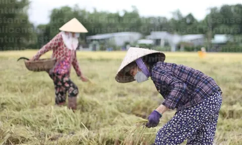 Giá lúa gạo hôm nay 22/5: gạo nguyên liệu giảm