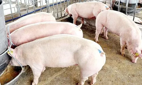 Giá heo hơi hôm nay 23/5: miền Bắc giảm nhẹ 1.000 đồng/kg
