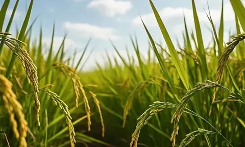 Giá lúa gạo hôm nay 23/5: lúa tươi giảm nhẹ