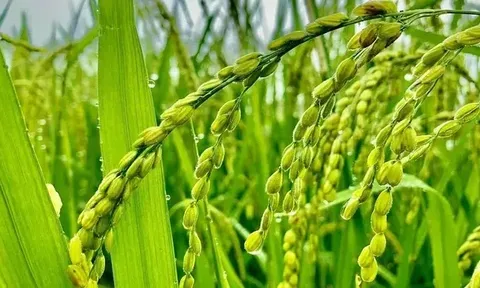Giá lúa gạo hôm nay 24/5: đồng loạt giảm nhẹ