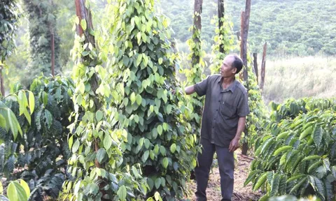 Giá tiêu hôm nay 24/5/2025: tình cảnh trái ngược của giá tiêu Việt Nam và Indonesia