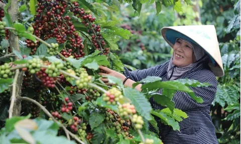 Giá cà phê hôm nay 26/5/2025: yếu tố quan trọng ảnh hưởng đến giá cà phê tuần này