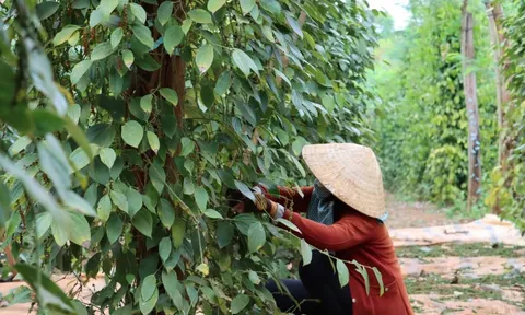 Giá tiêu hôm nay 26/5/2025: nghi vấn đầu cơ làm giá, nông dân thận trọng khi bán ra