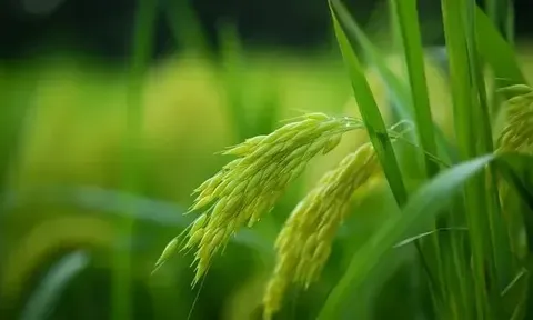Giá lúa gạo hôm nay ngày 26/5: nguồn lúa Hè Thu sớm ít