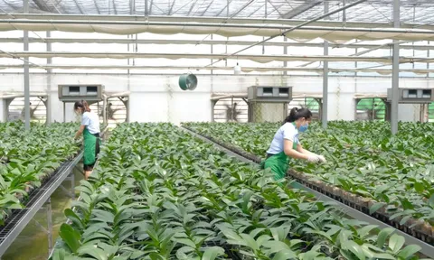 Nghị quyết 68 của Bộ Chính trị: để doanh nghiệp trẻ “không thua trên sân nhà”