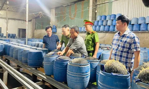 Lào Cai: phát hiện 2 cơ sở dùng chất cấm sản xuất hơn 300 tấn giá đỗ