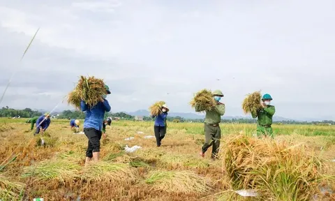 Giá lúa gạo hôm nay 27/5: giao dịch ổn định