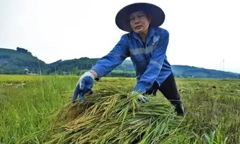 Giá lúa gạo hôm nay 29/5: giá gạo tăng giảm trái chiều 100 đồng/kg