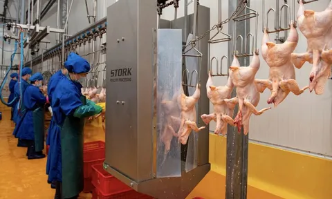 Khơi thông thị trường xuất khẩu gia cầm