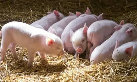 Giá heo hơi hôm nay 29/5: tăng nhẹ 1.000 đồng/kg