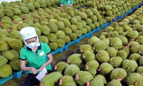 Xây dựng thương hiệu quốc gia cho sầu riêng Việt Nam