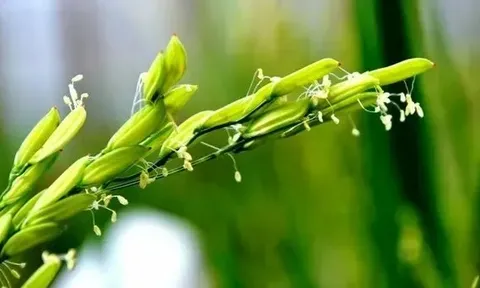 Giá lúa gạo hôm nay 30/5: gạo trong nước và xuất khẩu giảm nhẹ