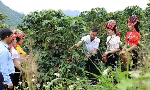 Giá cà phê hôm nay 30/5/2025: điều gì đang xảy ra với cà phê toàn cầu