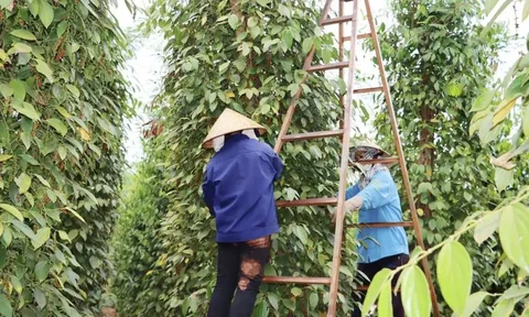 Giá tiêu hôm nay 30/5/2025: thiếu động lực tăng, giá tiêu về gần mốc 145.000 đồng/kg