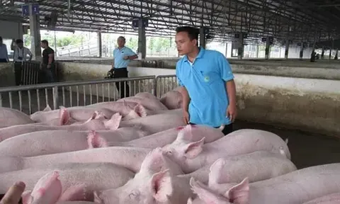 Giá heo hơi hôm nay 3/6: biến động trái chiều