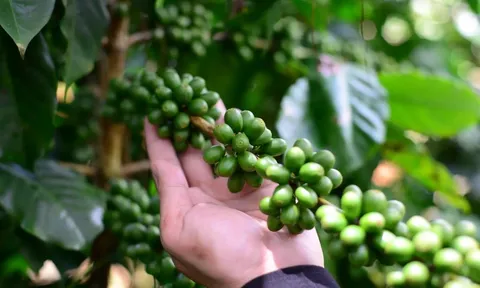 Giá cà phê hôm nay 3/6/2025: Arabica tăng trở lại khi đồng USD suy yếu