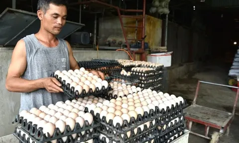 Lao đao vì tin “trứng gà giả”