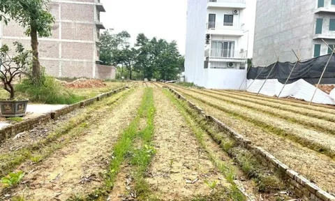 Giá đất nền tách thửa ven đường Vành đai 4 liên tục “tăng nóng”