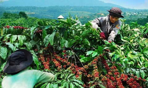 Giá cà phê hôm nay 5/6/2025: chấm dứt đà giảm, cà phê đồng loạt tăng trở lại
