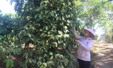 Giá tiêu hôm nay 5/6/2025: mặc giá liên tục giảm, hạt tiêu vẫn là "ngôi sao" xuất khẩu