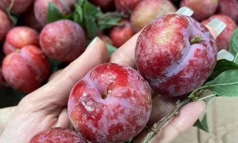 6 nhóm người người "đại kỵ" với quả mận