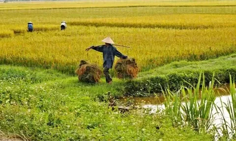 Giá lúa gạo hôm nay 10/6: ổn định