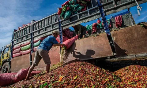 Giá cà phê hôm nay 10/6/2025: 2 sàn cùng tăng, Robusta thêm cả trăm USD/tấn